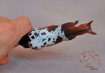Customized gaited mule by DeeAnn Kjelshus