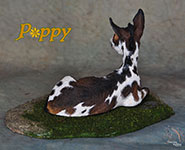 Poppy is a custom Donkey painted by DeeAnn Kjelshus